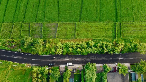 fields bali are photographed from drone